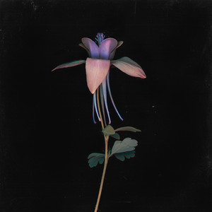 绿帽男再次给娇妻找黑人
